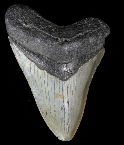 Bargain, Megalodon Tooth - North Carolina #67100